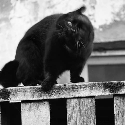 Photo #13293537