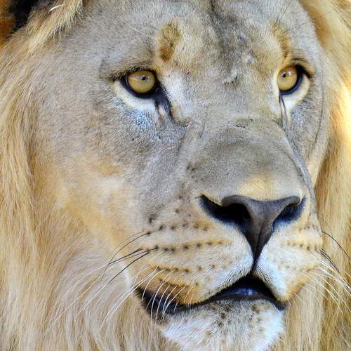 Pensive Lion