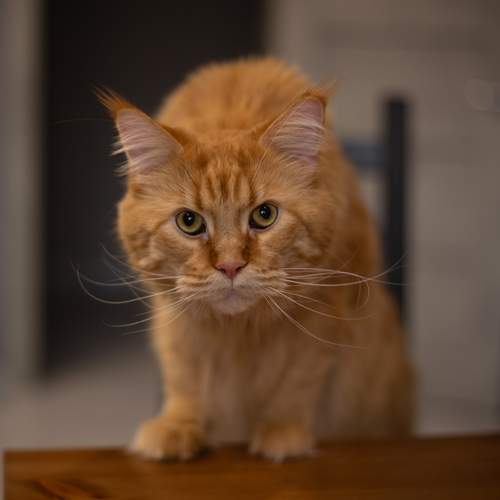 Photo #13294008