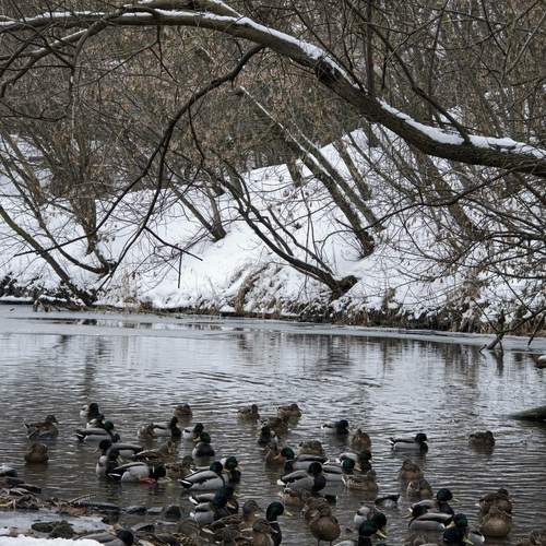 Photo #13294604