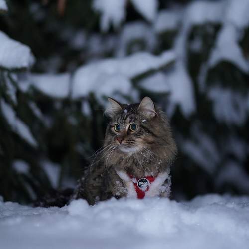 Photo #13295183