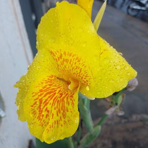 Photo #13295450