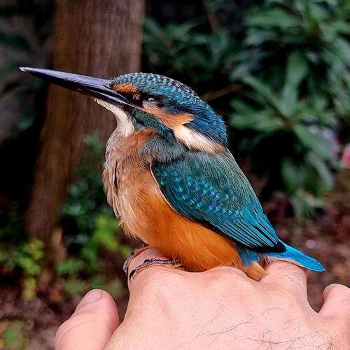 Photo #13296062