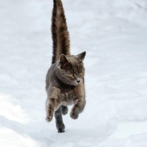 Photo #13296230