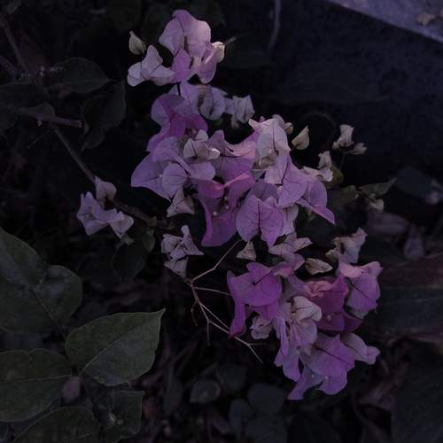 Flora in Monochrome Tone