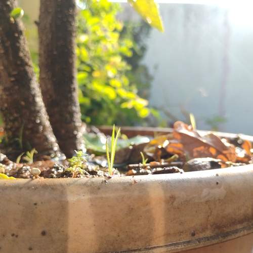 Uninvited Guest — Nature\\\'s Surprise in a Hibiscus Pot