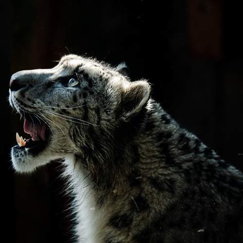 Photo #13296283