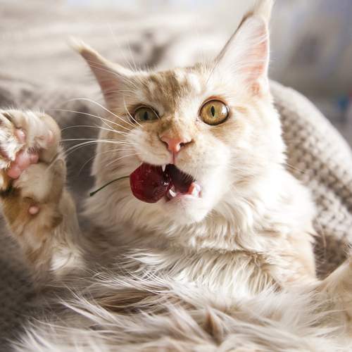 Photo #13296479