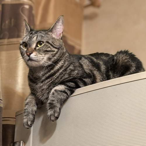 Photo #13296593