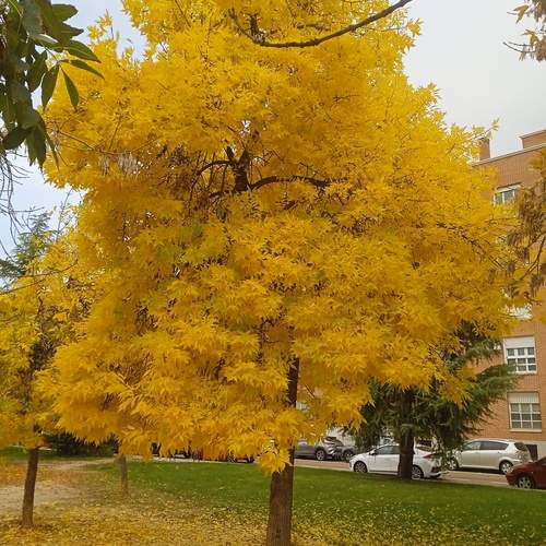 Árbol dorado