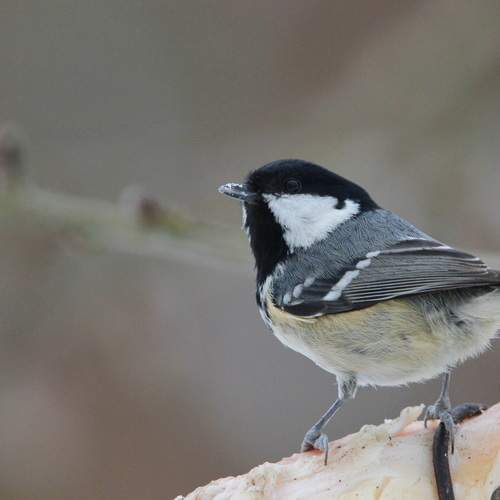 Photo #13296916