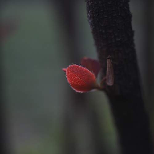 Photo #13297154