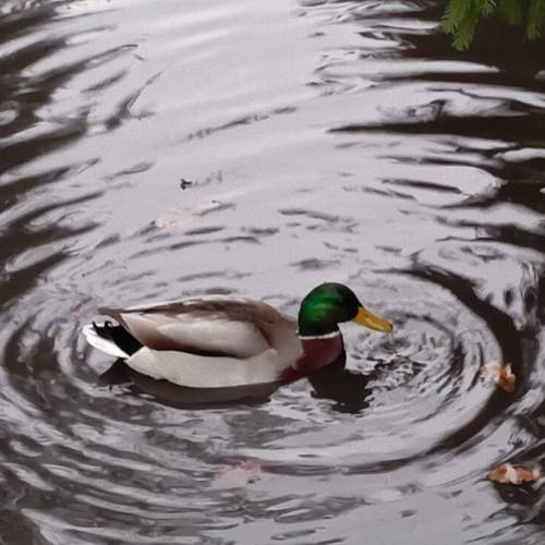 Photo #13297206