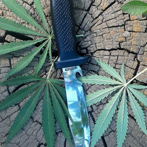 Photo #13297383