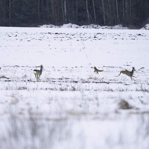 Photo #13297796