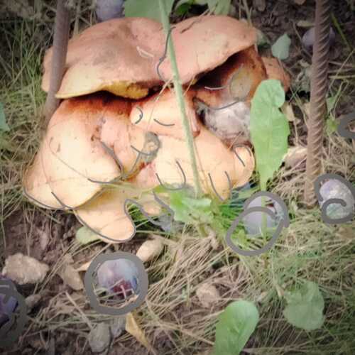 Photo #13298283