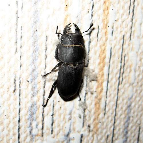 Photo #13298488