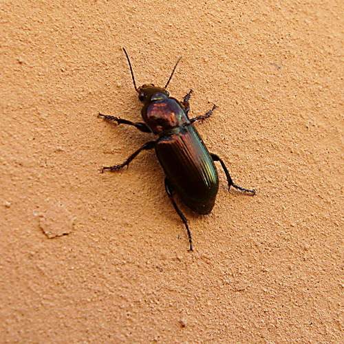 Photo #13298491