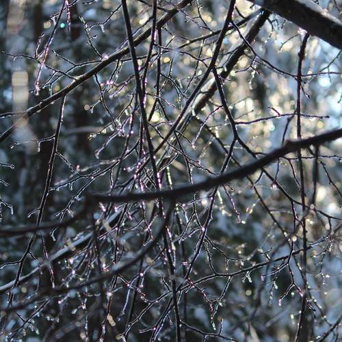 Photo #13298782