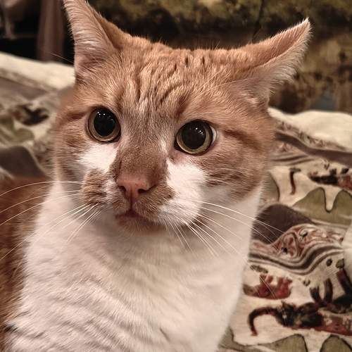 Photo #13299762