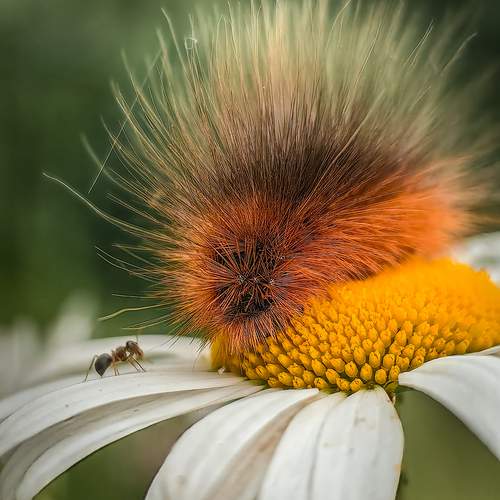 Фотография #13299794