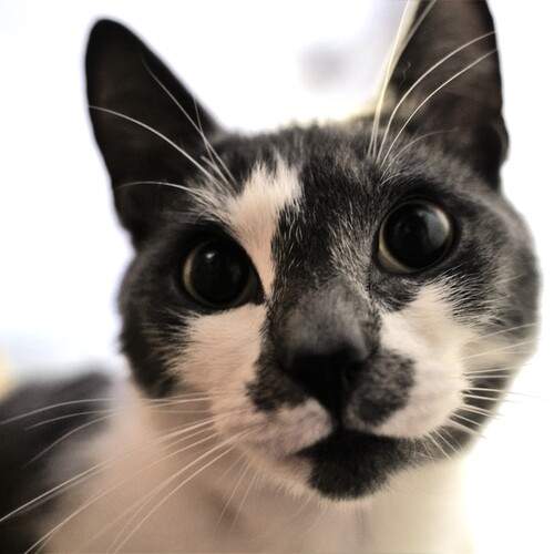 Photo #13300056