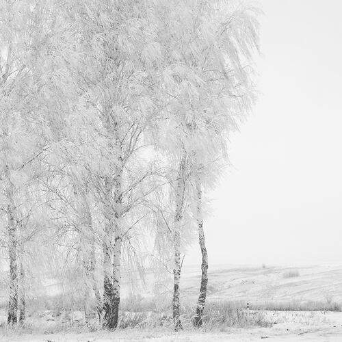 Photo #13300091