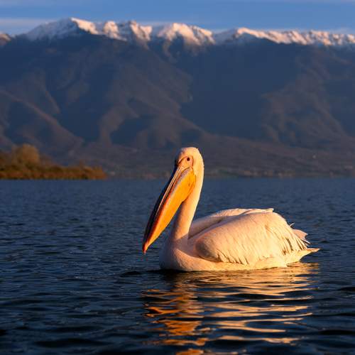 The kingdom of pelicans