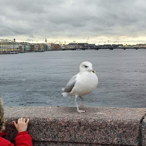 Photo #13300942