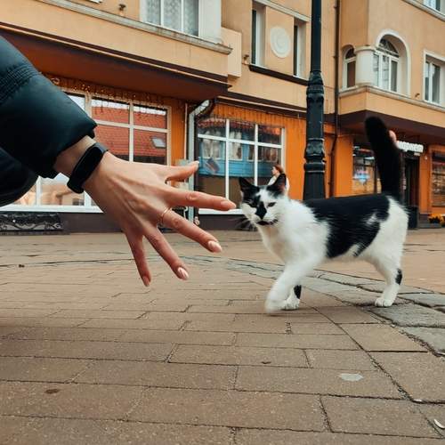 Photo #13300943
