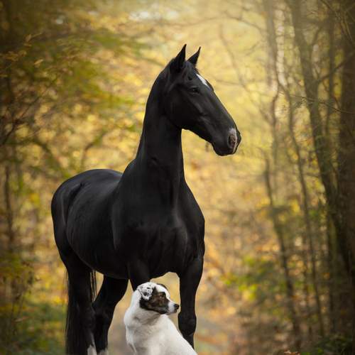A dog and his horse