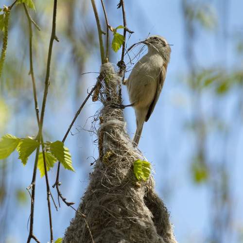 Photo #13301343