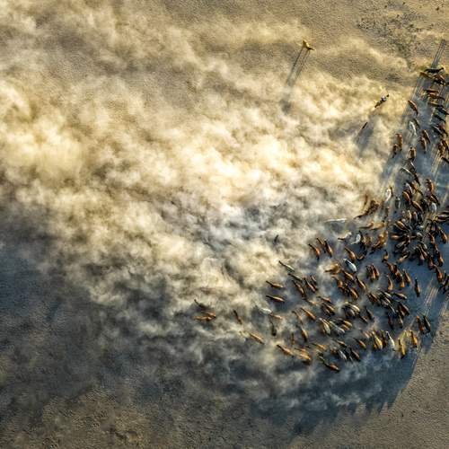 Wild Horses 02