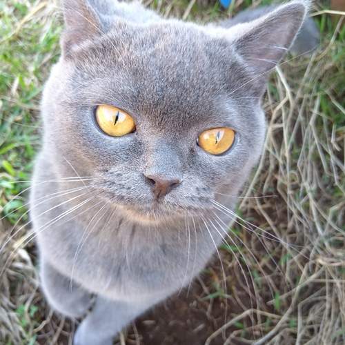 Photo #13302431