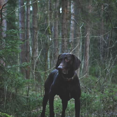 Photo #13302526