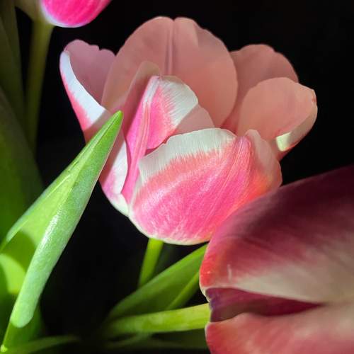 Photo #13303124