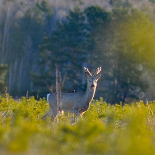 Photo #13303368