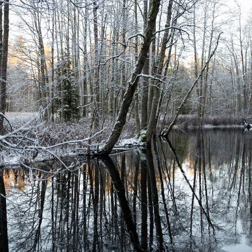 Stillness Between Trees
