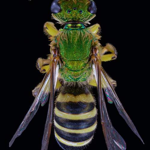 Striped Sweat Bee