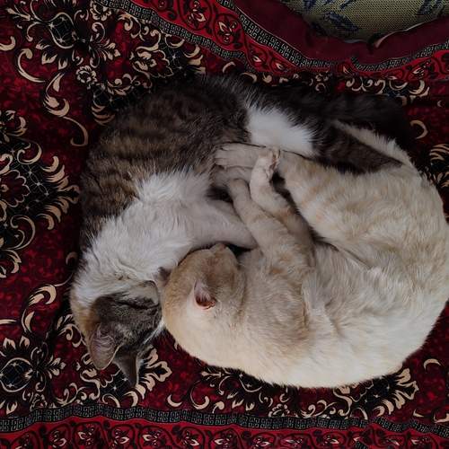 Photo #13304843