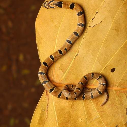 Serpent in Amber Silence