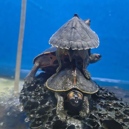 Photo #13305099