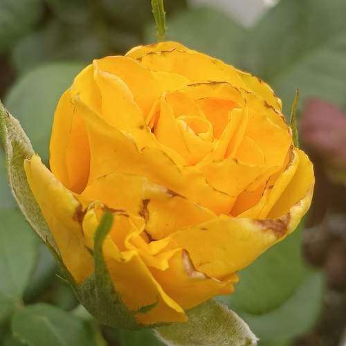 Photo #13305278