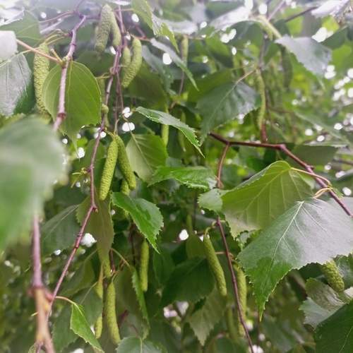 Photo #13305302