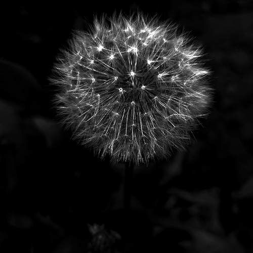 Photo #13305413