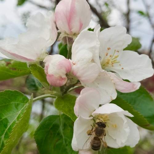 Мгновение нектара