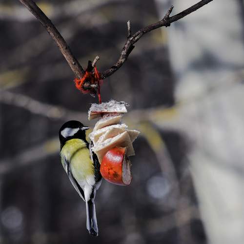 Photo #13305852
