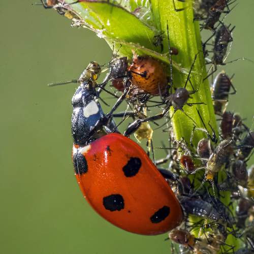 И один в поле воин