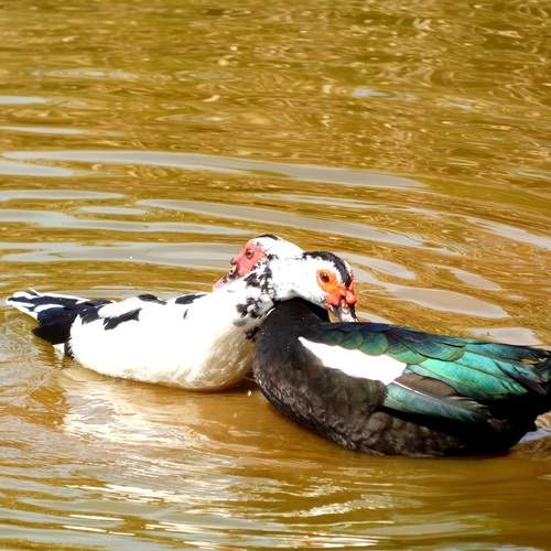 Photo #13306028