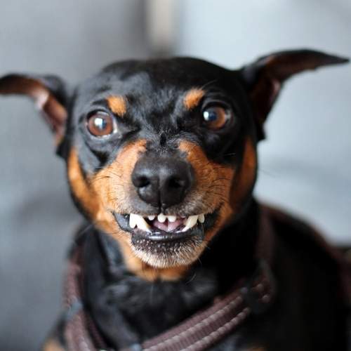 Photo #13306070